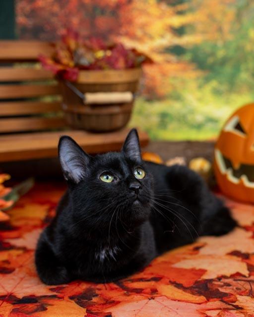 Enlarge Hook, a Adoptable Domestic Short Hair in Lapeer, MI image 4/5