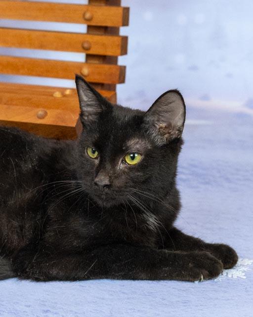 Hook, Adoptable, Young Male Domestic Short Hair.