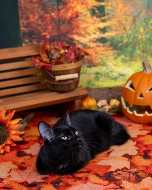 Enlarge Hook, a Adoptable Domestic Short Hair in Lapeer, MI image 5/5