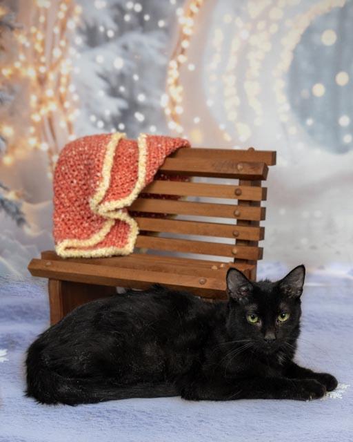 Hook, a Adoptable Domestic Short Hair in Lapeer, MI image 5/5
