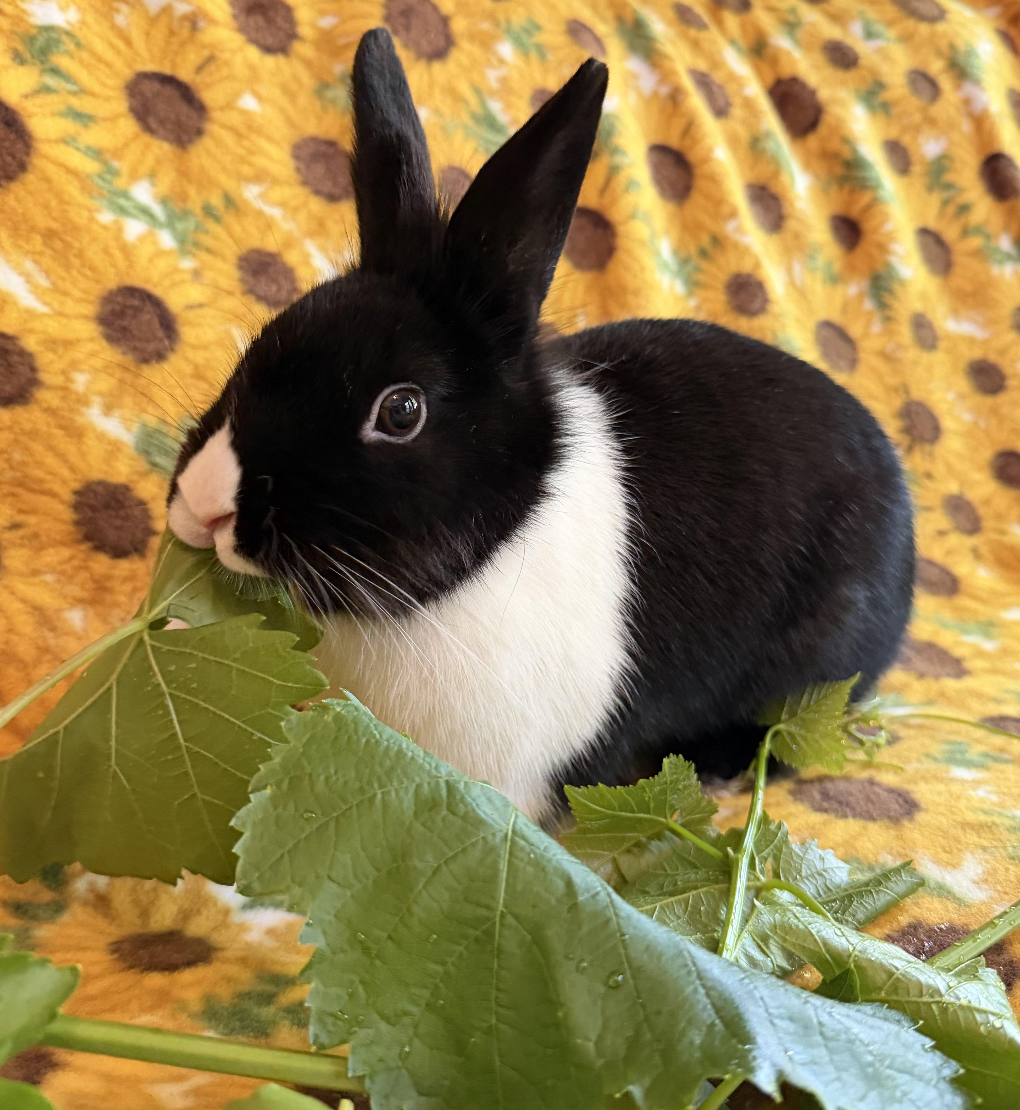Twister, Adoptable, Young Male Dutch.