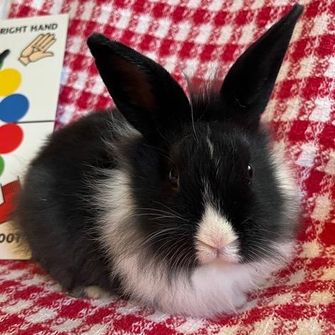 Twister, Adoptable, Baby Male Dutch.