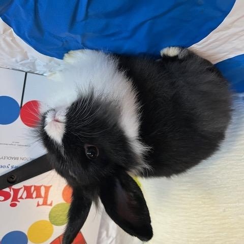 Twister, a Adoptable Dutch in Livermore, CA image 5/5