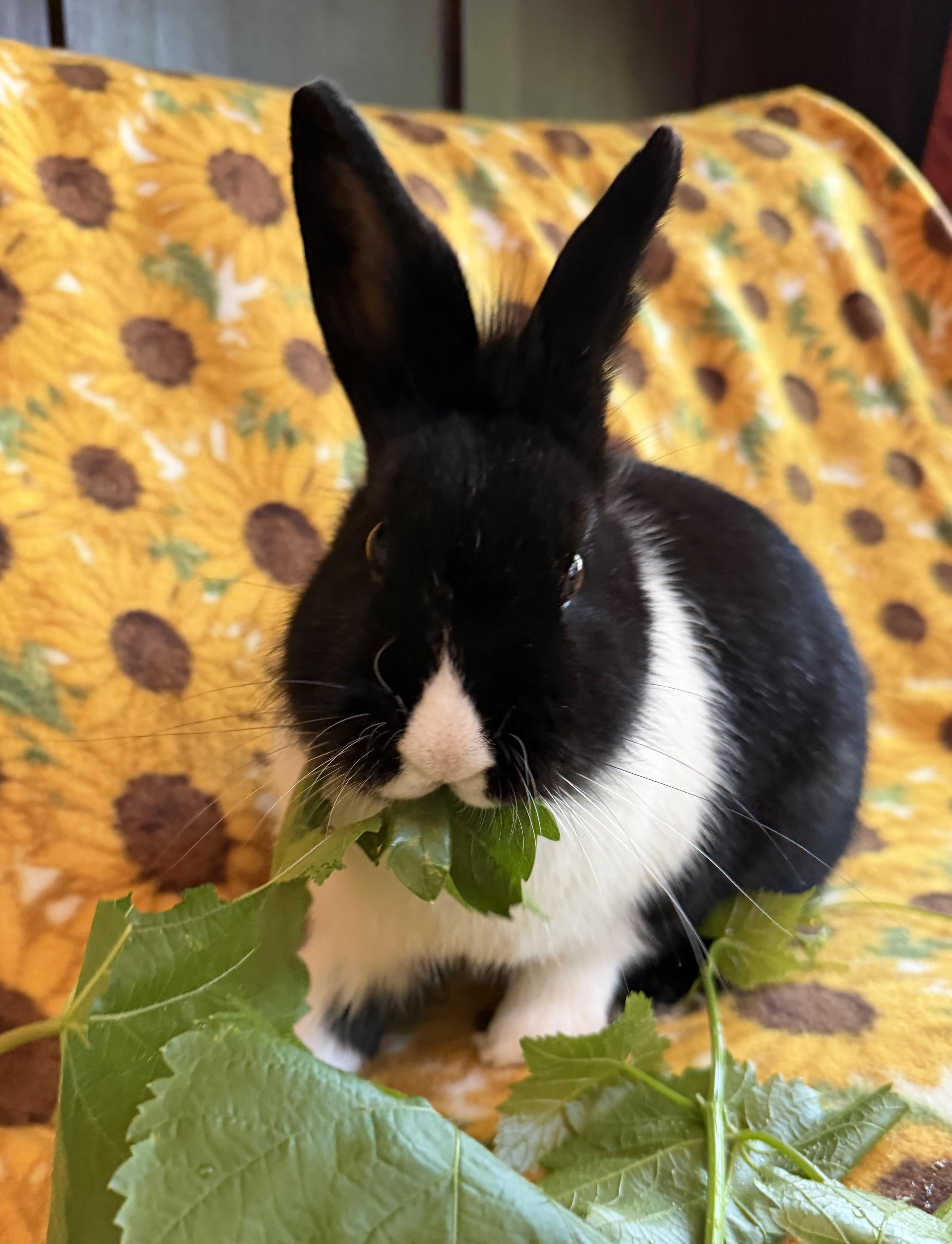 Enlarge Twister, a Adoptable Dutch in Livermore, CA image 6/6