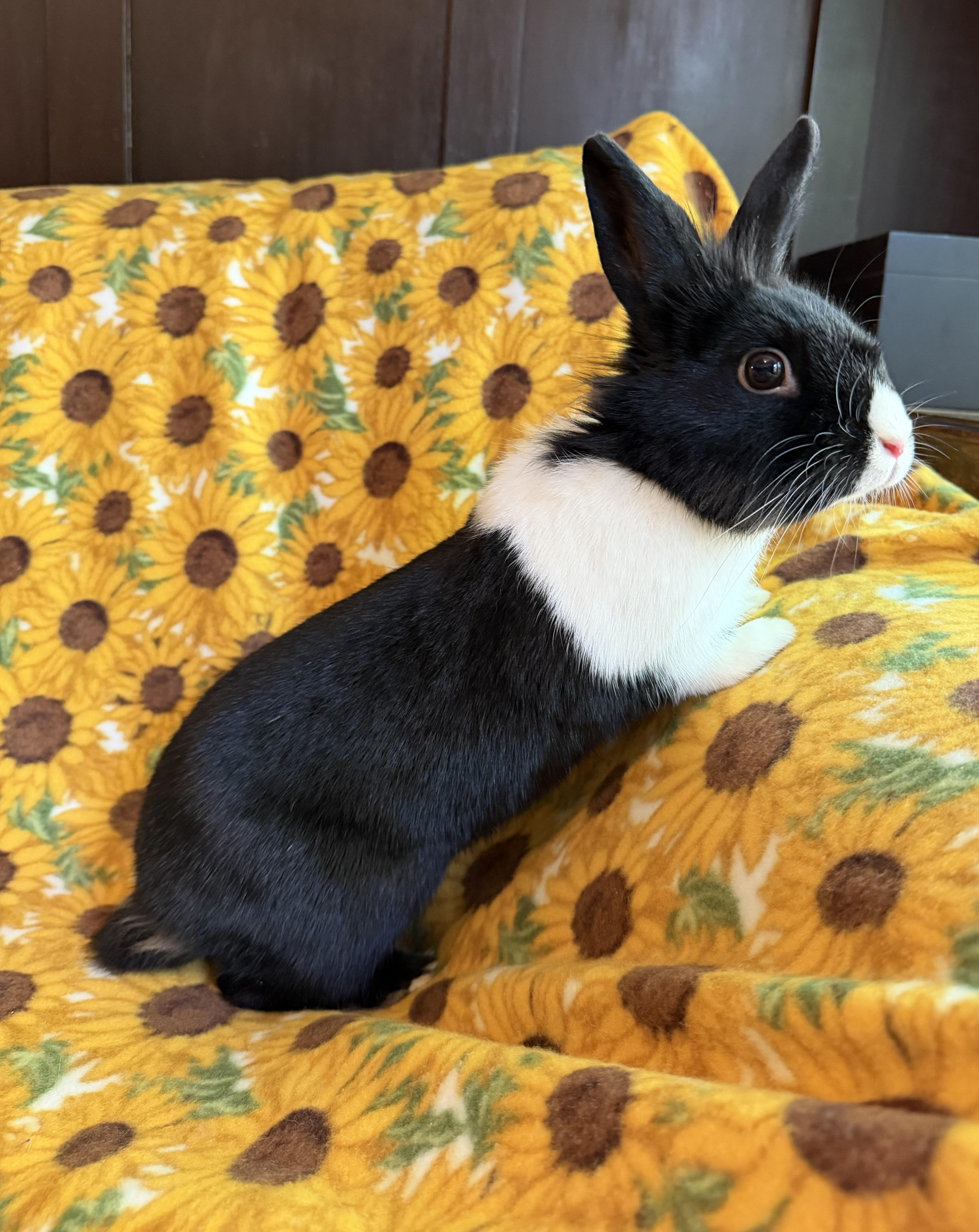 Enlarge Twister, a Adoptable Dutch in Livermore, CA image 2/6