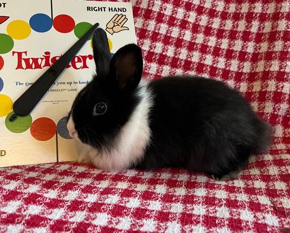 Twister, Adoptable, Baby Male Dutch.