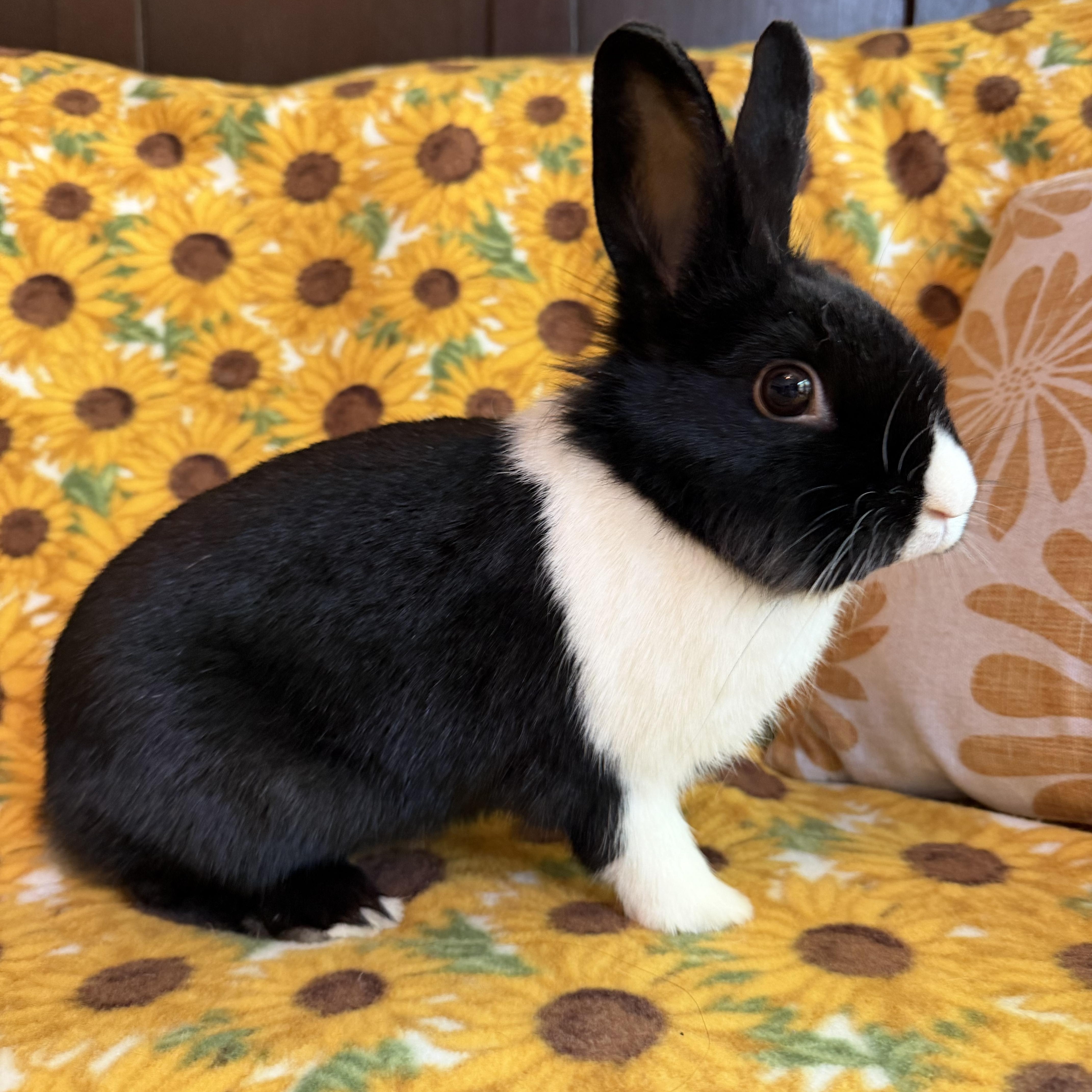 Enlarge Twister, a Adoptable Dutch in Livermore, CA image 4/6