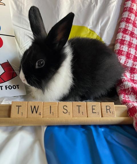 Twister, a Adoptable Dutch in Livermore, CA image 2/5