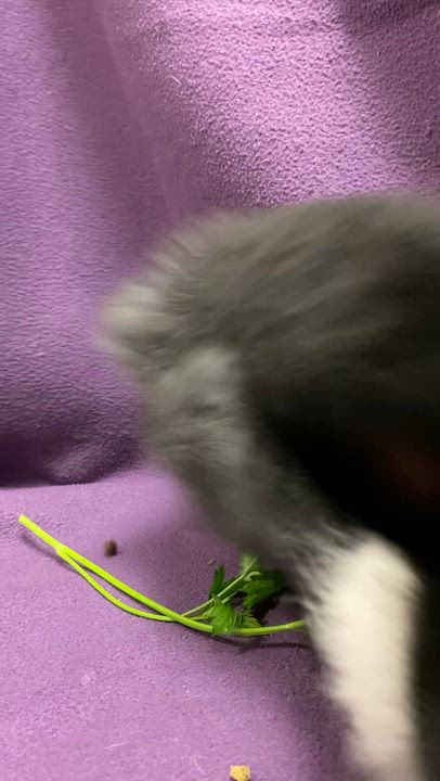 Enlarge Twister, a Adoptable Dutch in Livermore, CA video 3/5