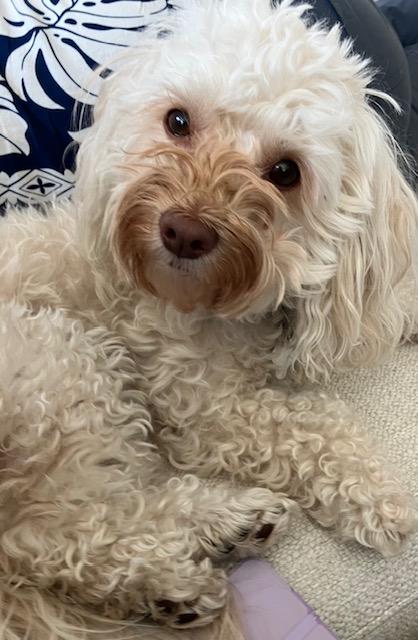 Enlarge Lilly, a Adopted Maltipoo in Holland, MI image 1/2