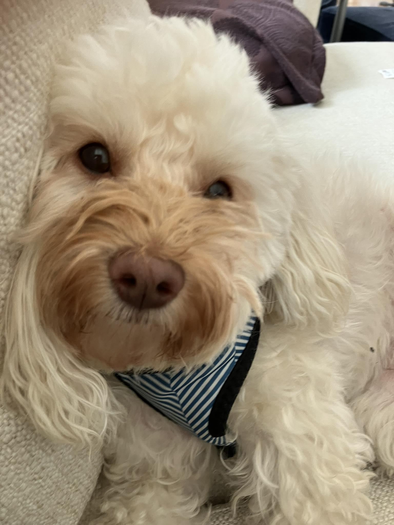 Enlarge Lilly, a Adopted Maltipoo in Holland, MI image 2/2