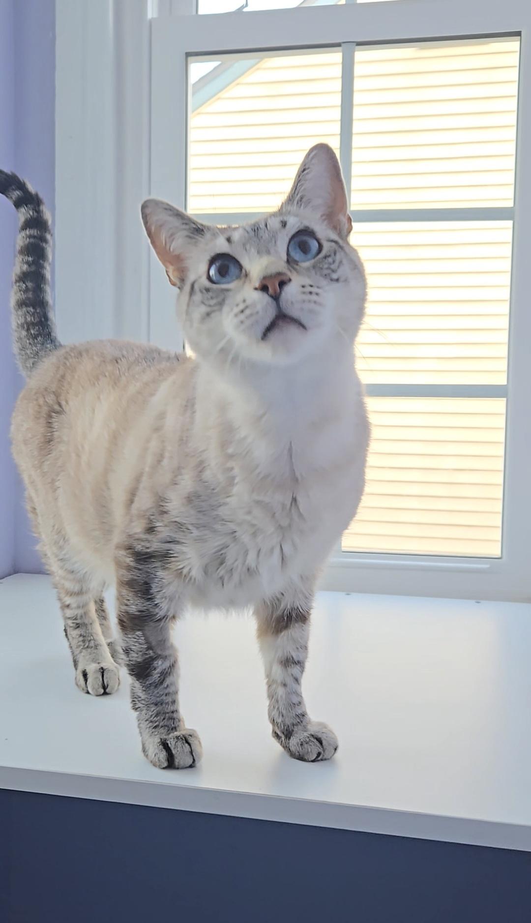 Sinatra, ADOPTABLE, Senior Male Siamese.