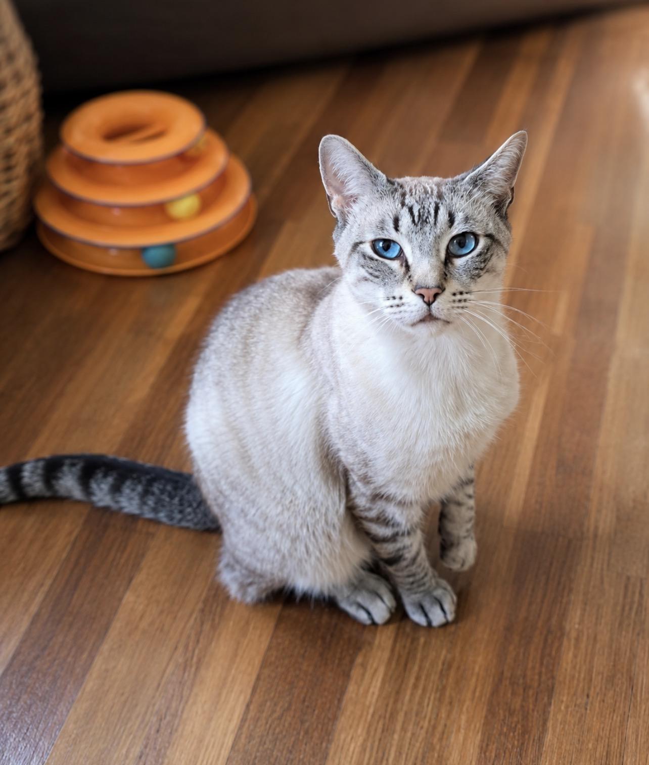 Enlarge Sinatra, a ADOPTABLE mixed breed in Magnolia, NJ image 2/3