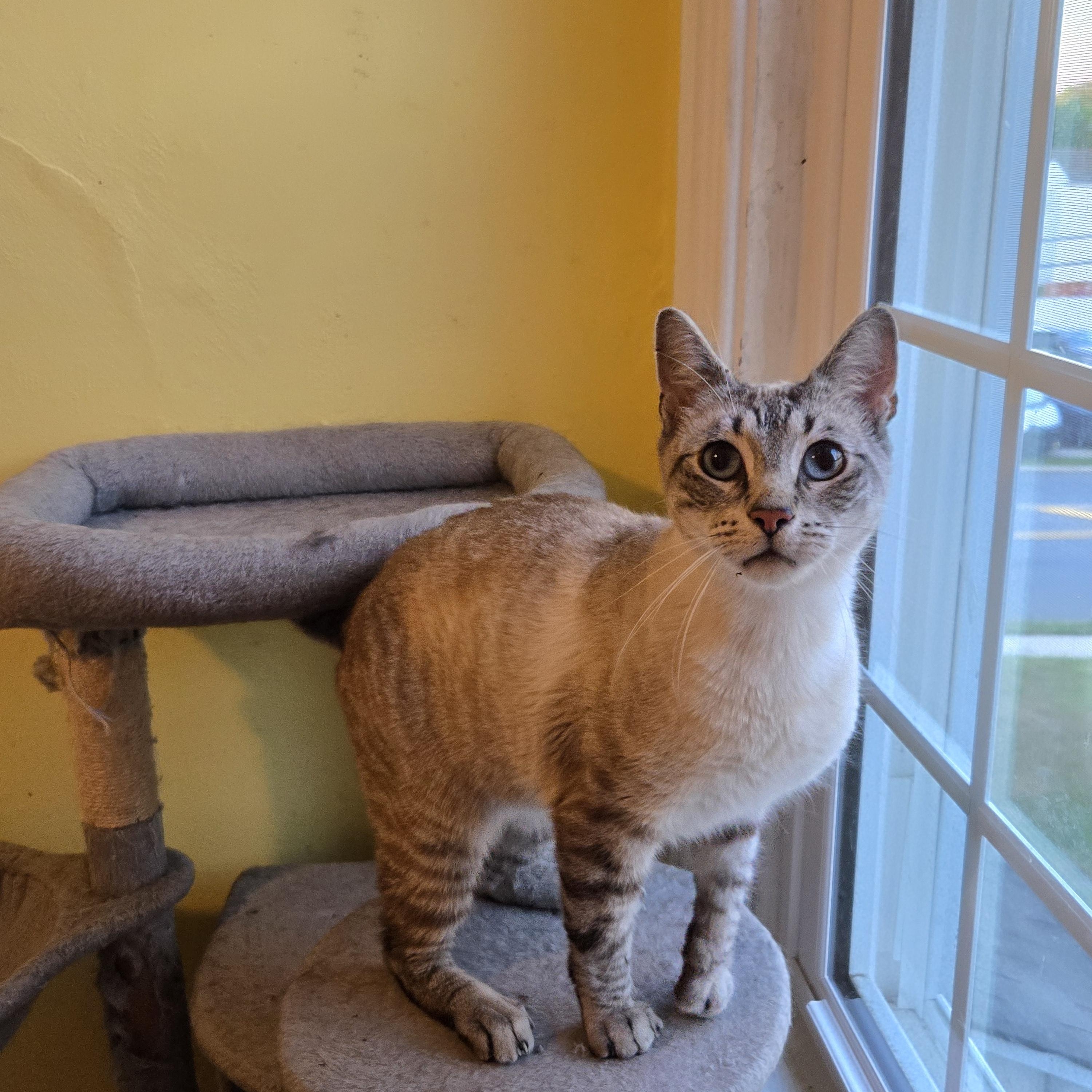Enlarge Sinatra, a ADOPTABLE mixed breed in Magnolia, NJ image 3/3