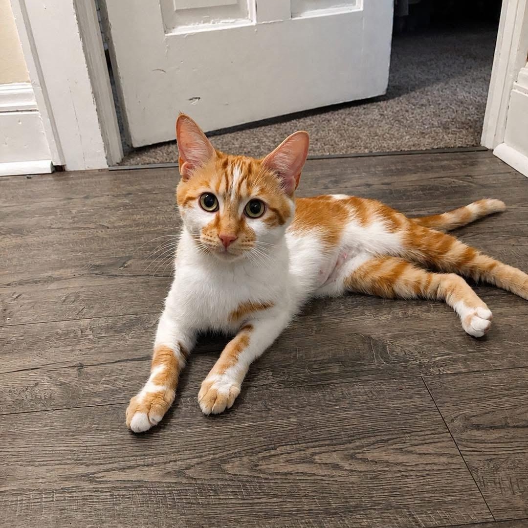 Enlarge Ravioli, a Adoptable Domestic Short Hair in Akron, OH image 1/2
