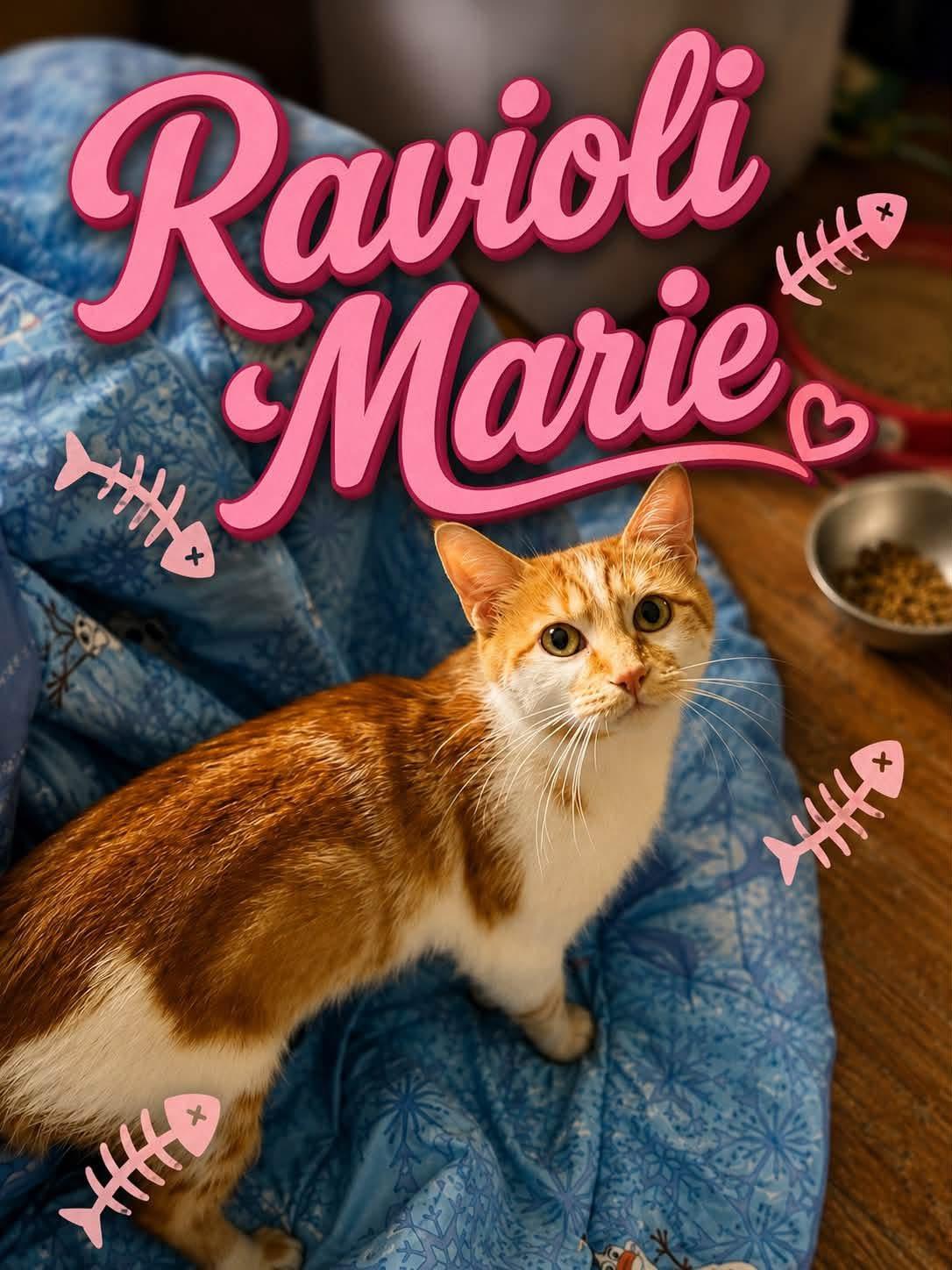 Enlarge Ravioli, a Adoptable Domestic Short Hair in Akron, OH image 2/2