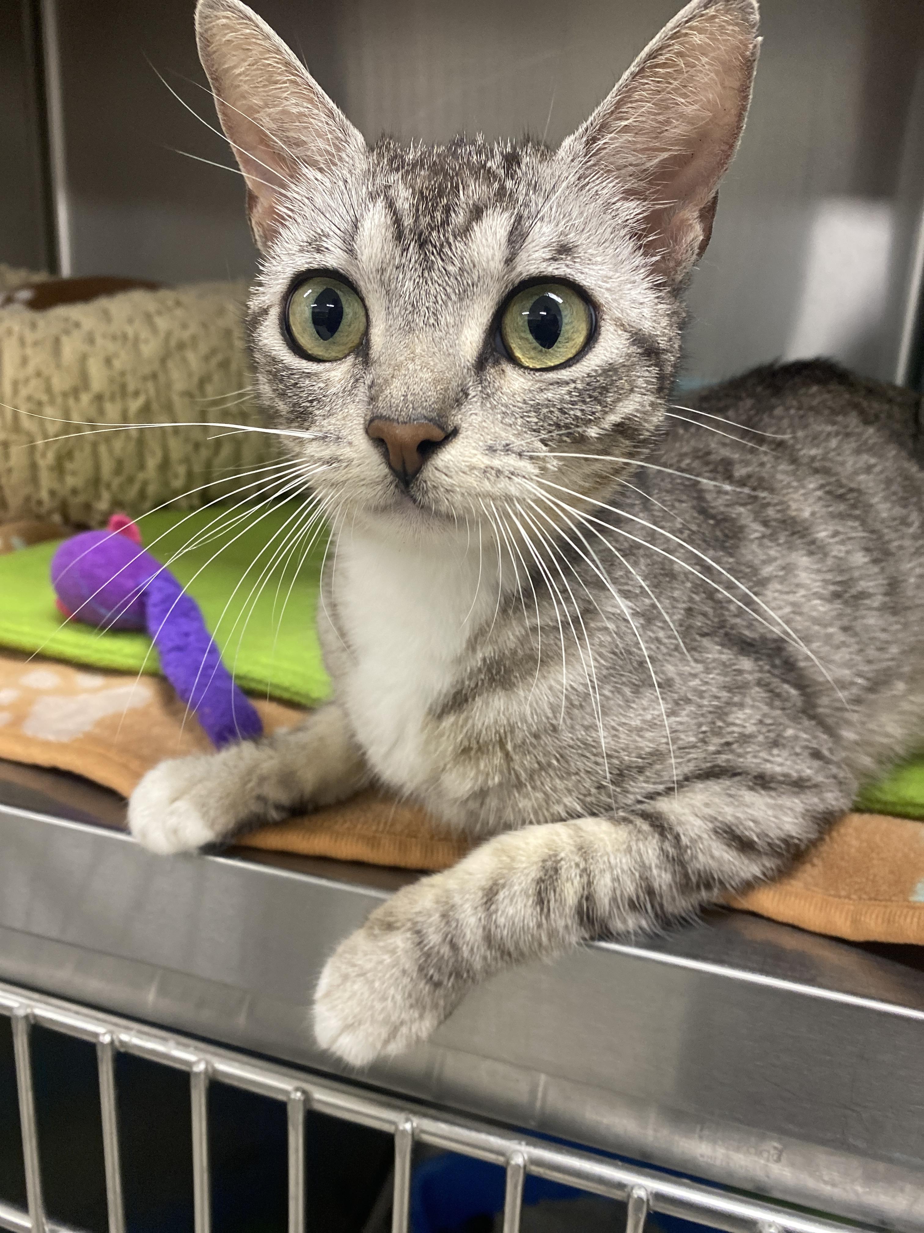 Pickles - Adoption fee fully sponsored by Roxy, Adoptable, Young Female Domestic Short Hair.