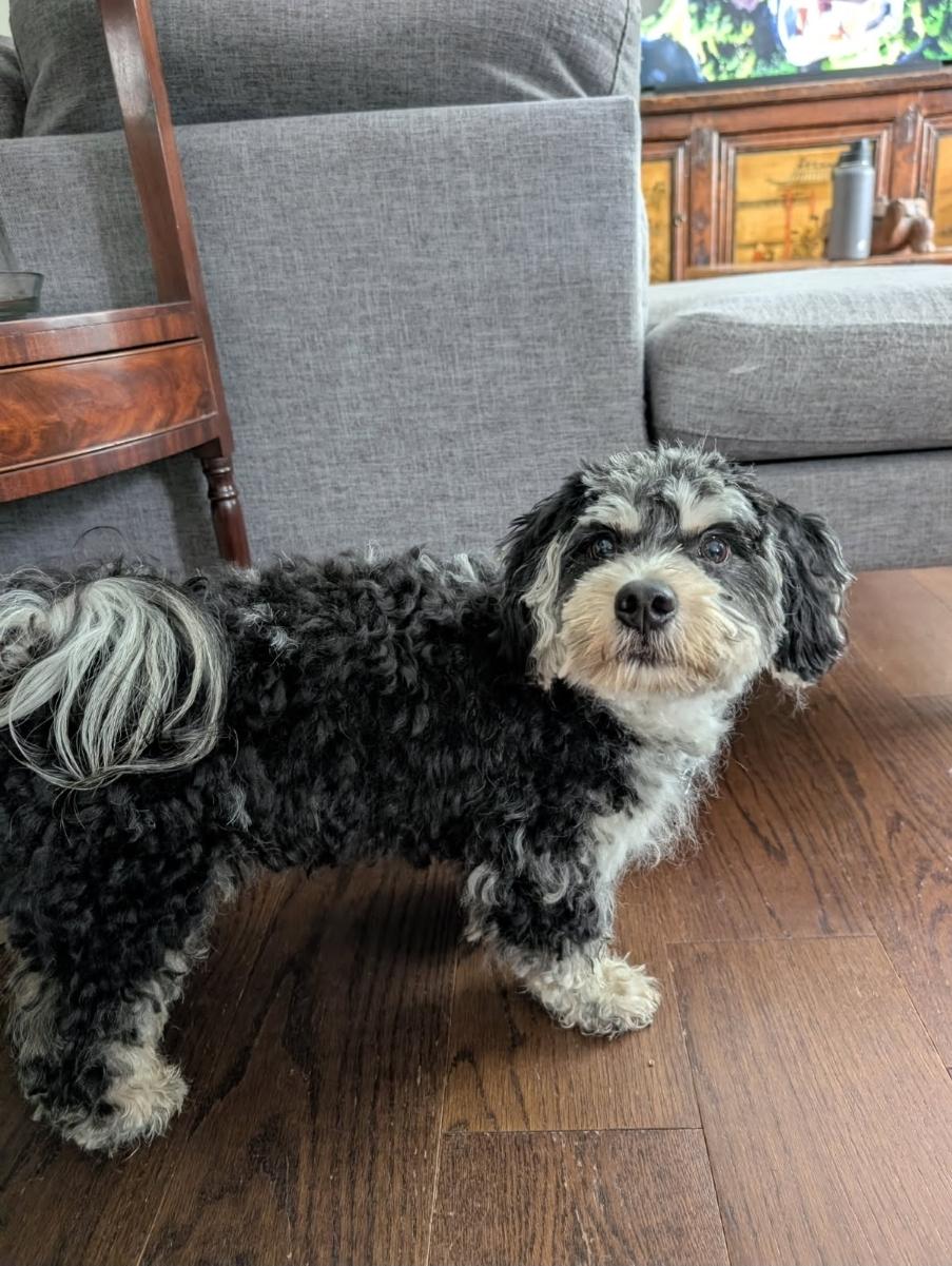 Enlarge Bebe, an adopted Cavapoo in Toronto, ON image 3/6