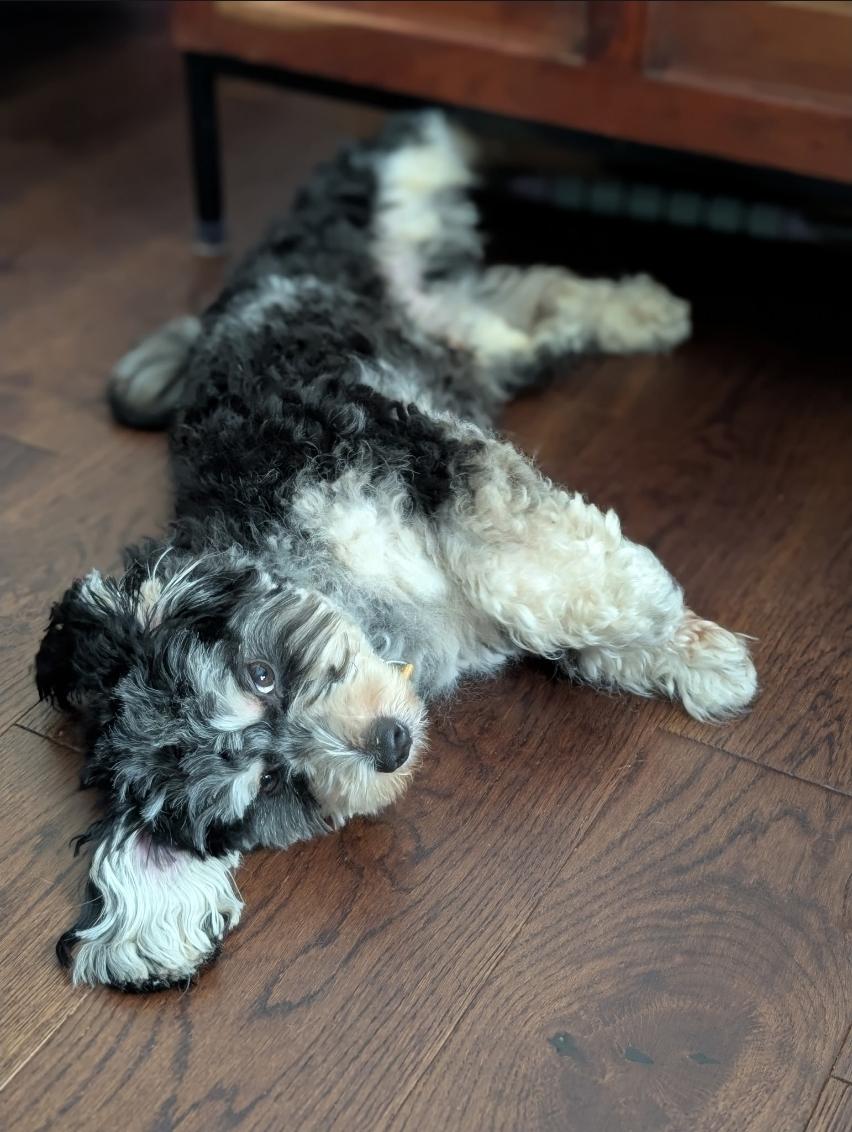 Enlarge Bebe, an adopted Cavapoo in Toronto, ON image 4/6