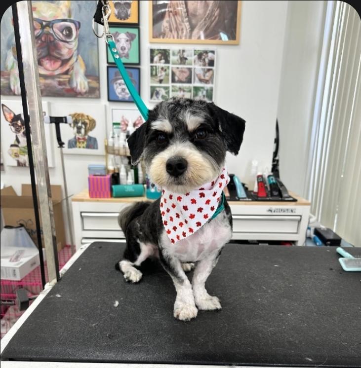 Enlarge Bebe, an adopted Cavapoo in Toronto, ON image 2/6