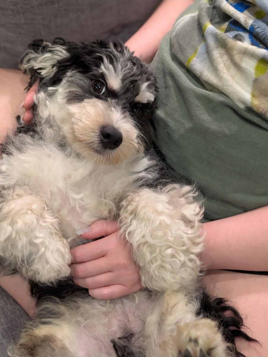 Bebe, adopted, Puppy Male Cavapoo.