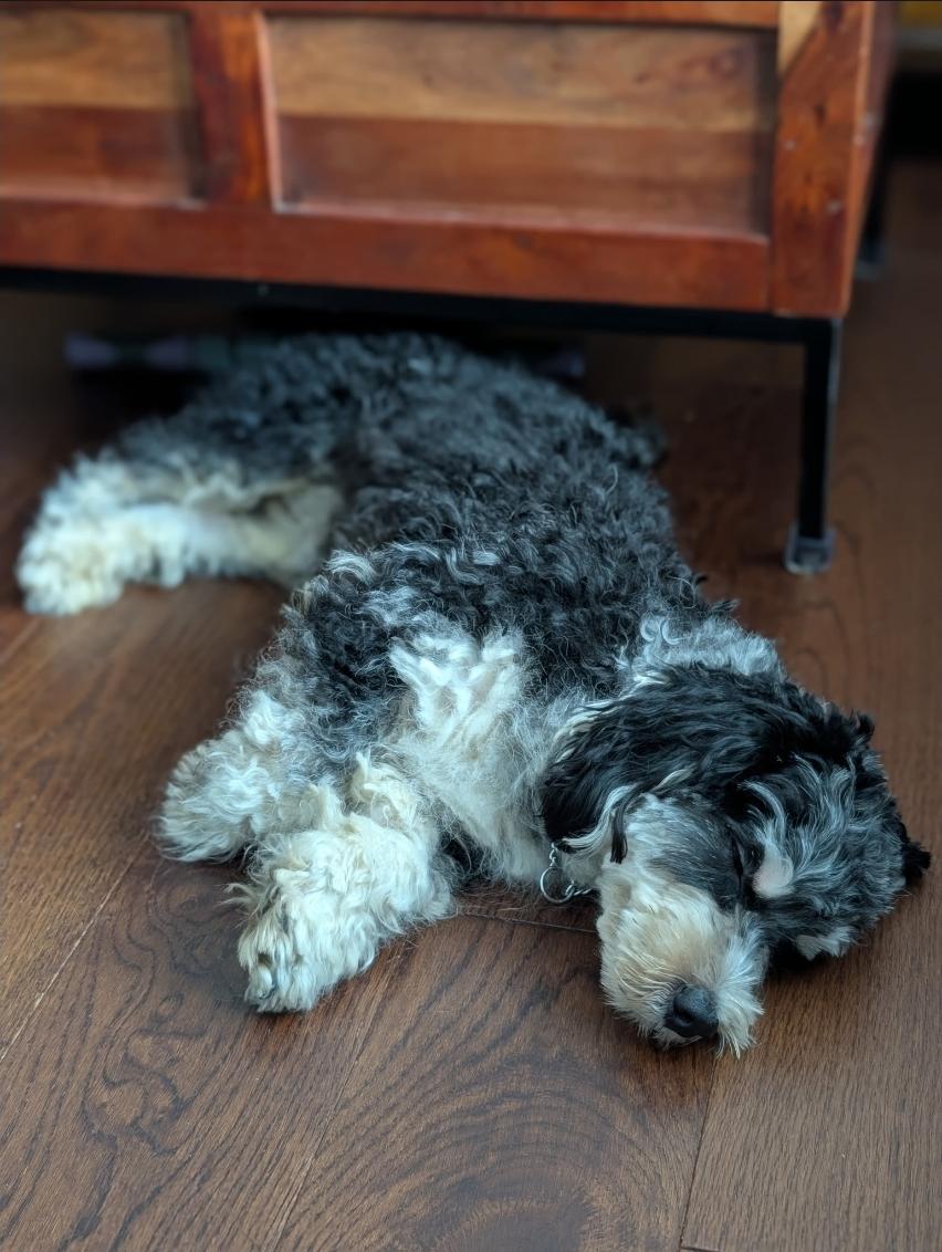 Enlarge Bebe, an adopted Cavapoo in Toronto, ON image 5/6