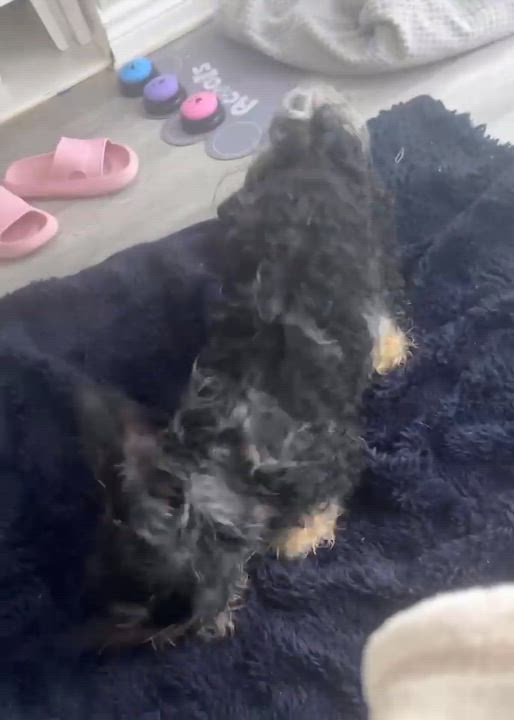 Enlarge Bebe, an adopted Cavapoo in Toronto, ON video 6/6