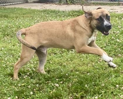 Elroy, a ADOPTABLE mixed breed in Glasgow, KY image 2/2