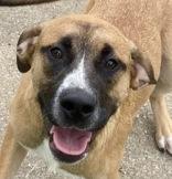 Elroy, ADOPTABLE, Young Male Shepherd.