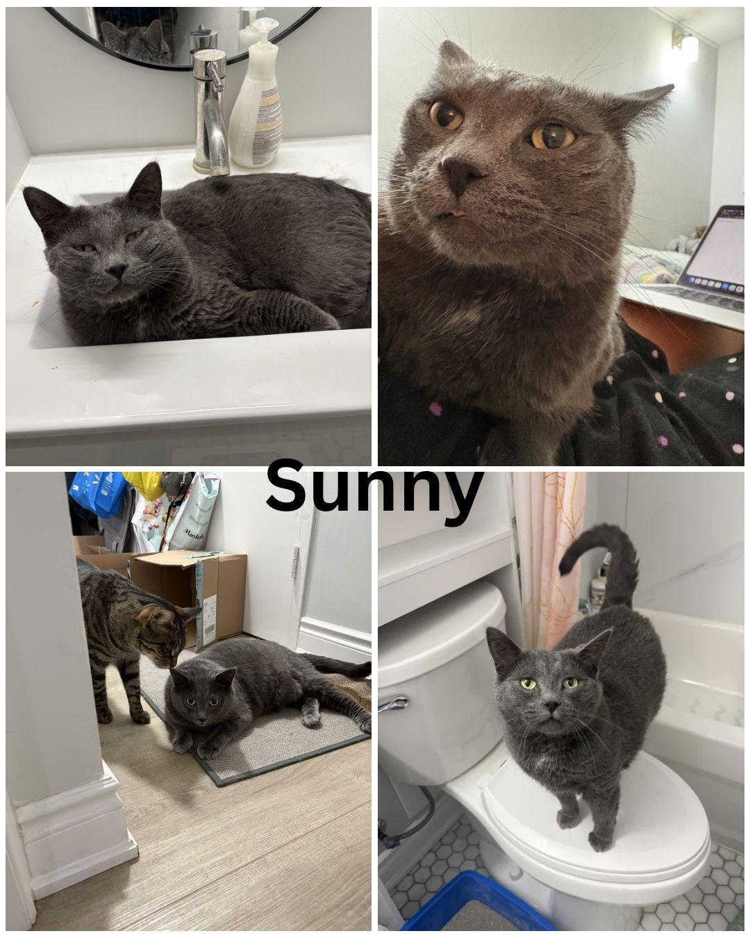 Enlarge Baby and Sunny, a Adoptable Domestic Short Hair in Cambridge, ON image 3/4