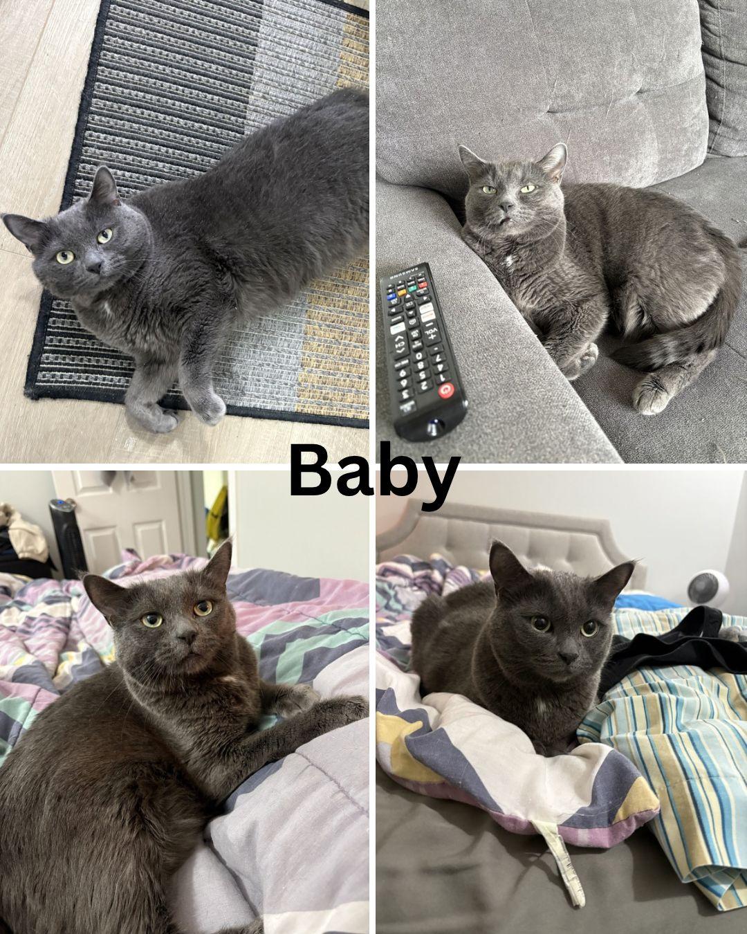 Enlarge Baby and Sunny, a Adoptable Domestic Short Hair in Cambridge, ON image 2/4