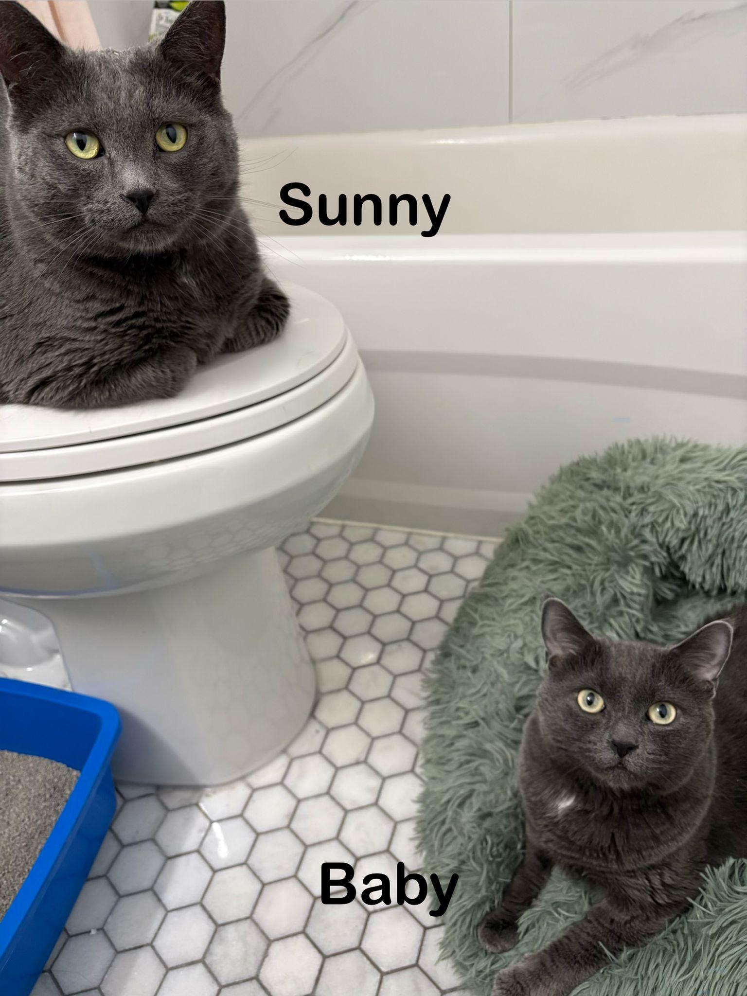 Enlarge Baby and Sunny, a Adoptable Domestic Short Hair in Cambridge, ON image 4/4