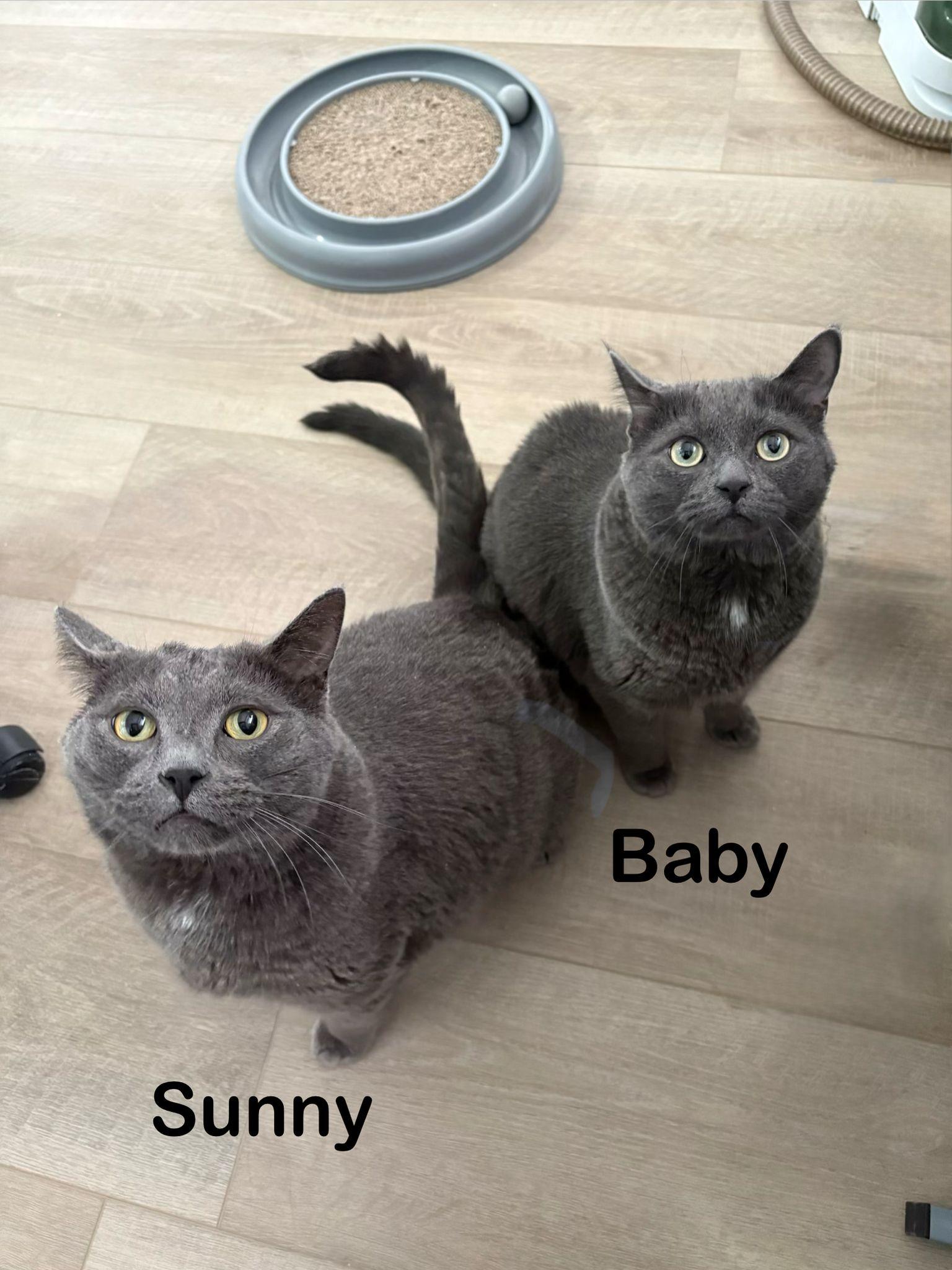 Enlarge Baby and Sunny, a Adoptable Domestic Short Hair in Cambridge, ON image 1/4