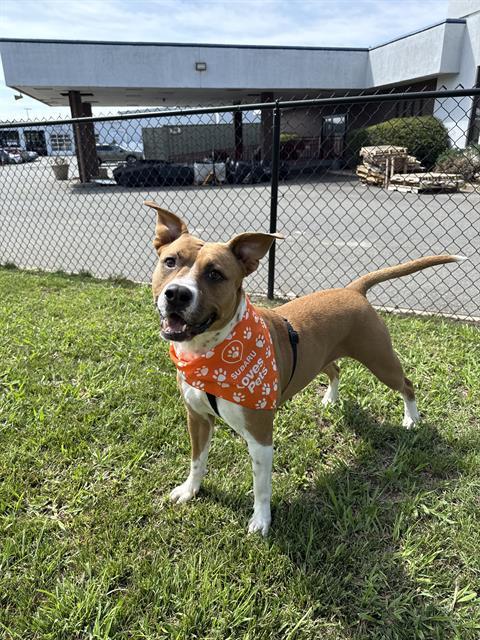 Enlarge REMY, a Adoptable Pit Bull Terrier in Charlotte, NC image 1/1