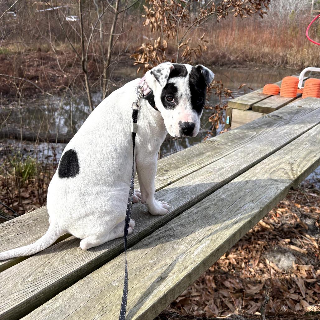 Enlarge Scribble/Dottie, a Adoptable mixed breed in Myrtle Beach, SC image 1/1