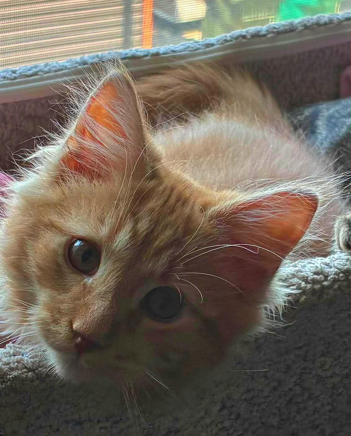 Orion, adopted, Kitten Male Domestic Medium Hair.
