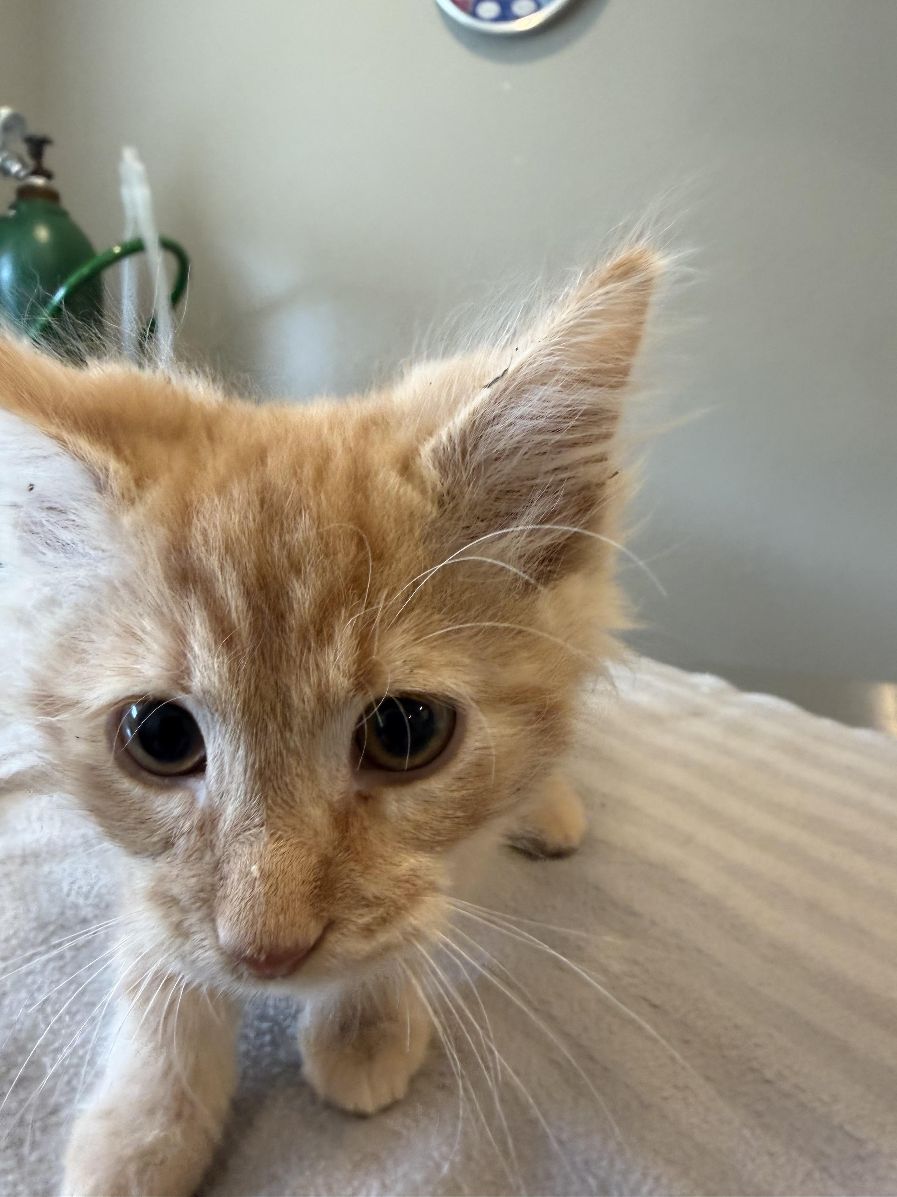 Orion, an adopted Domestic Medium Hair in Bloomsdale, MO image 3/3