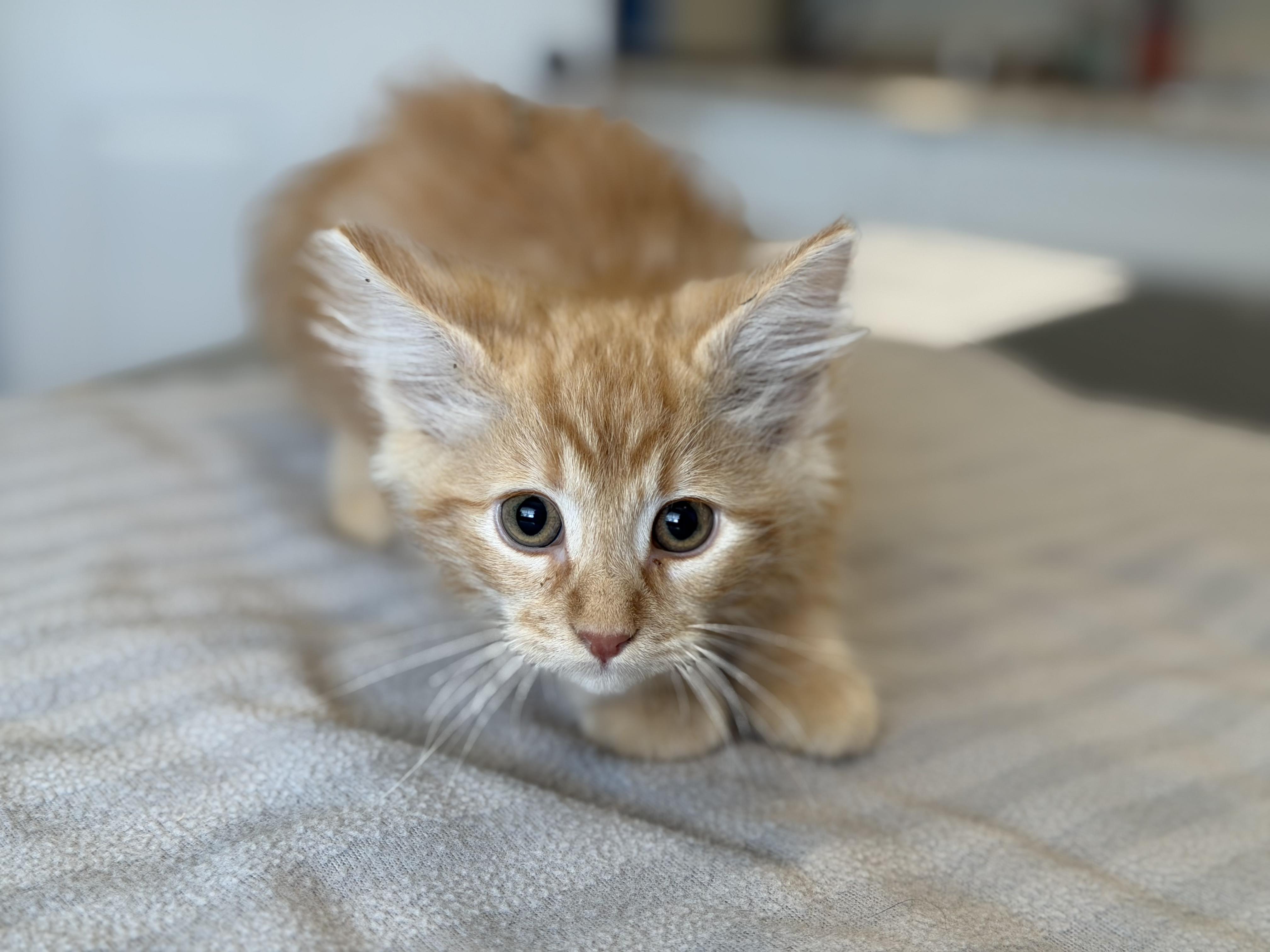 Orion, an adopted Domestic Medium Hair in Bloomsdale, MO image 2/3