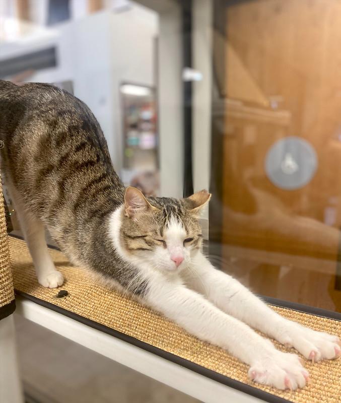 Enlarge Possum, a ADOPTABLE Domestic Short Hair in Truckee, CA image 3/4
