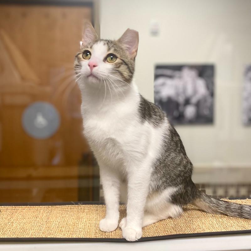 Possum, ADOPTABLE, Young Male Domestic Short Hair.