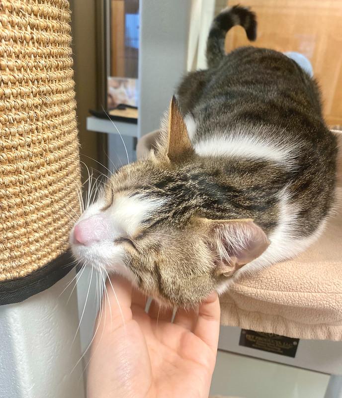 Enlarge Possum, a ADOPTABLE Domestic Short Hair in Truckee, CA image 4/4