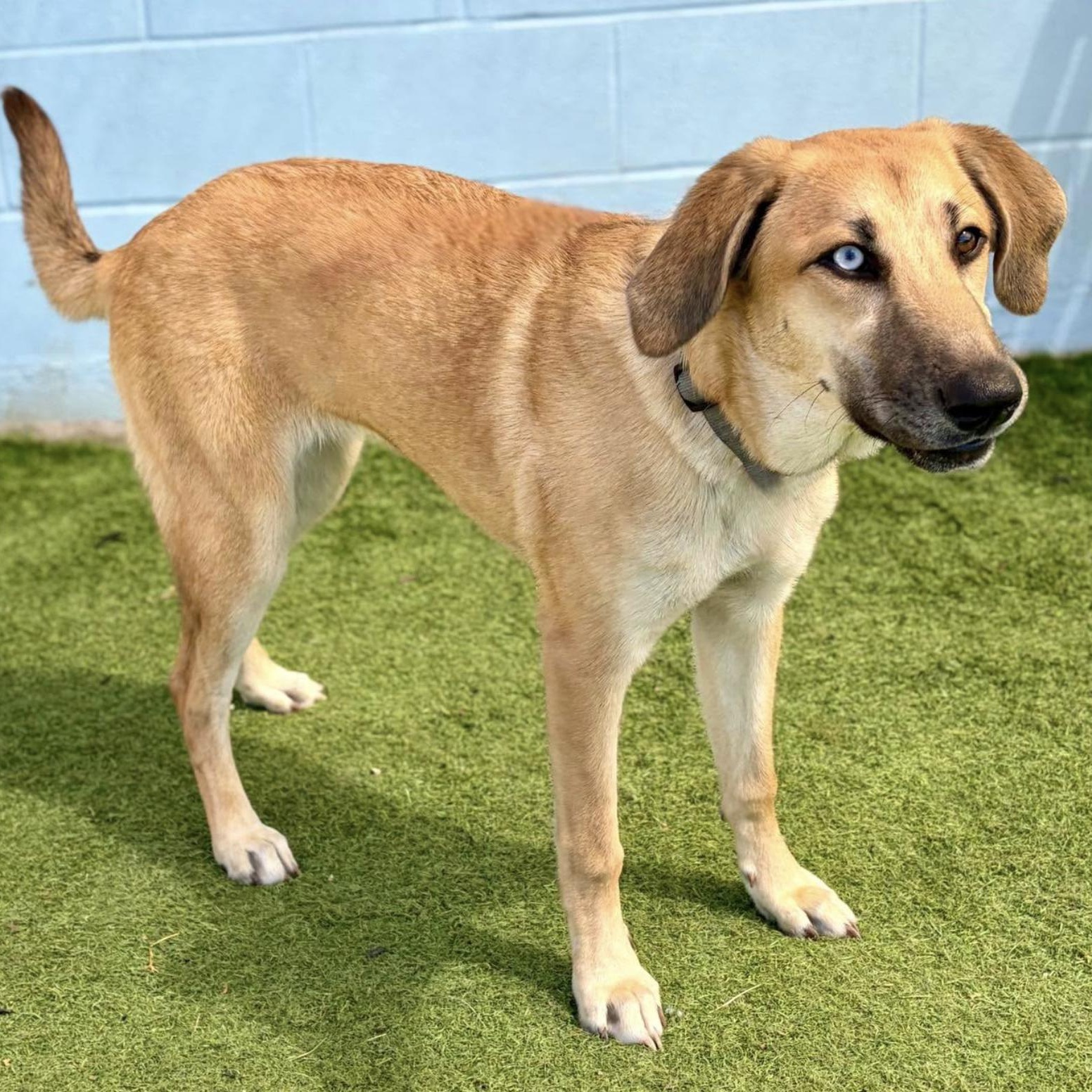 Enlarge Tansy, a Adoptable mixed breed in Boston, MA image 5/5