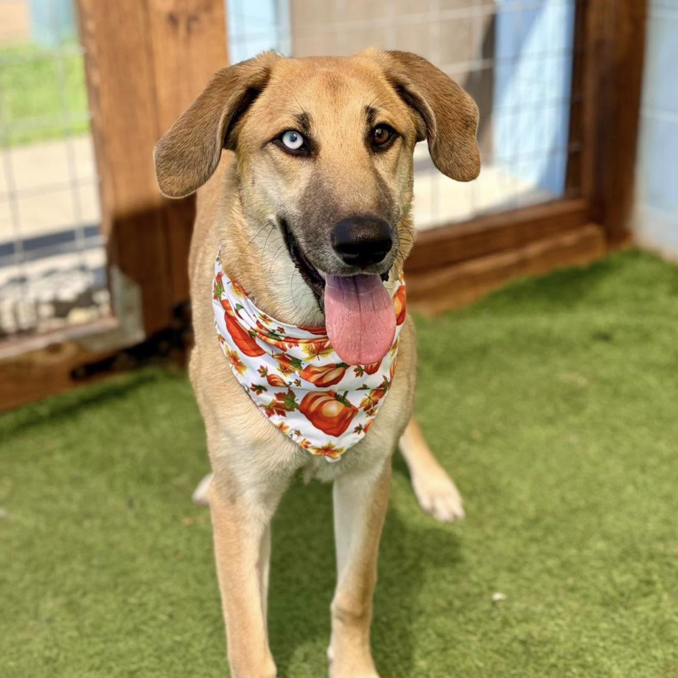 Enlarge Tansy, a Adoptable mixed breed in Boston, MA image 4/5