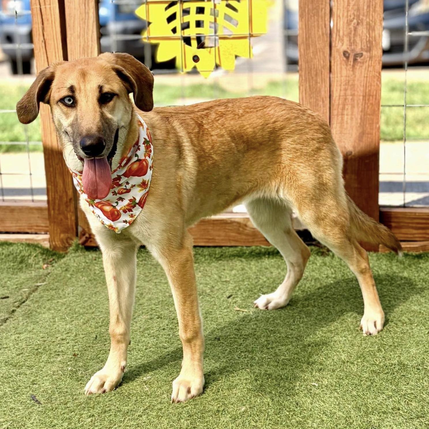 Enlarge Tansy, a Adoptable mixed breed in Boston, MA image 3/5