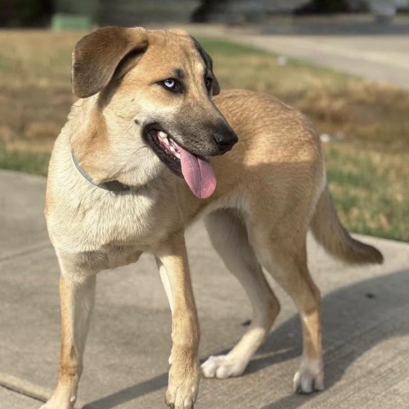 Enlarge Tansy, a Adoptable mixed breed in Boston, MA image 2/5