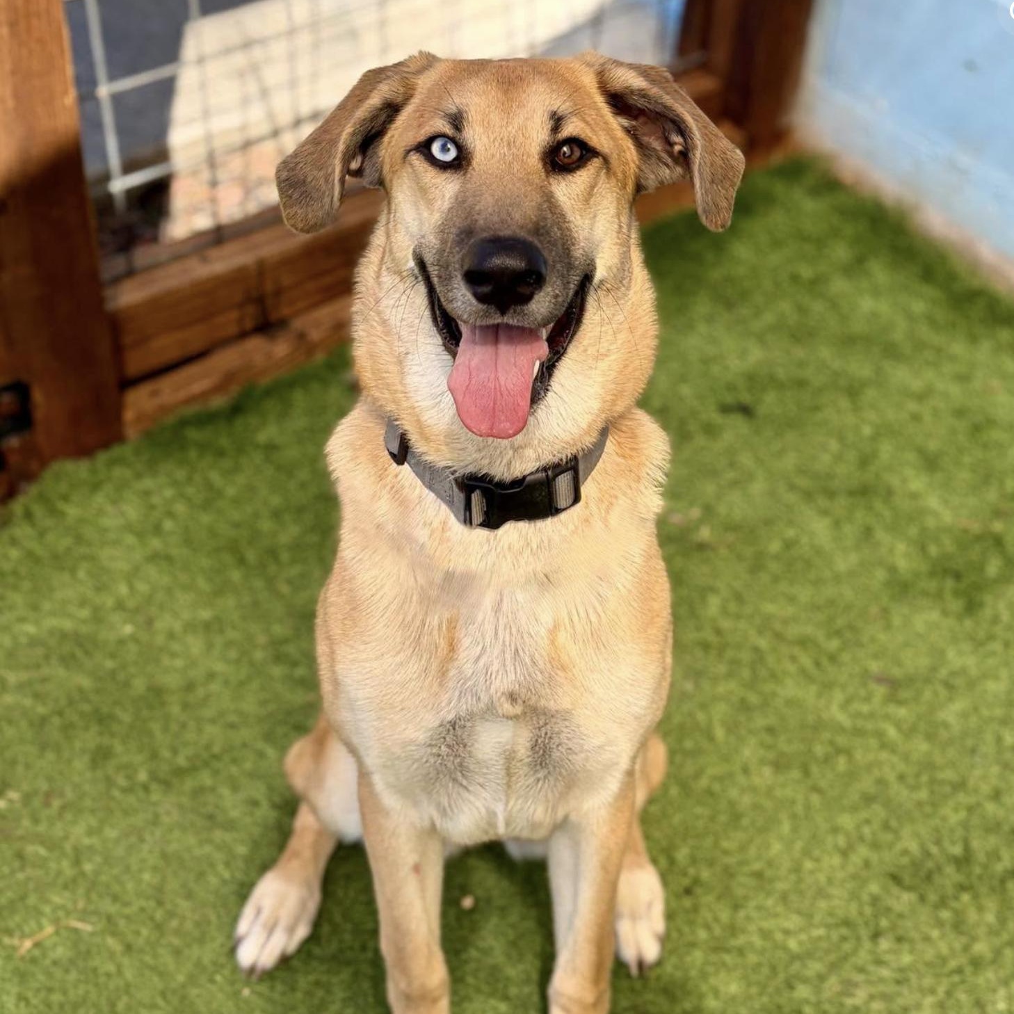 Tansy, Adoptable, Puppy Female Shepherd.