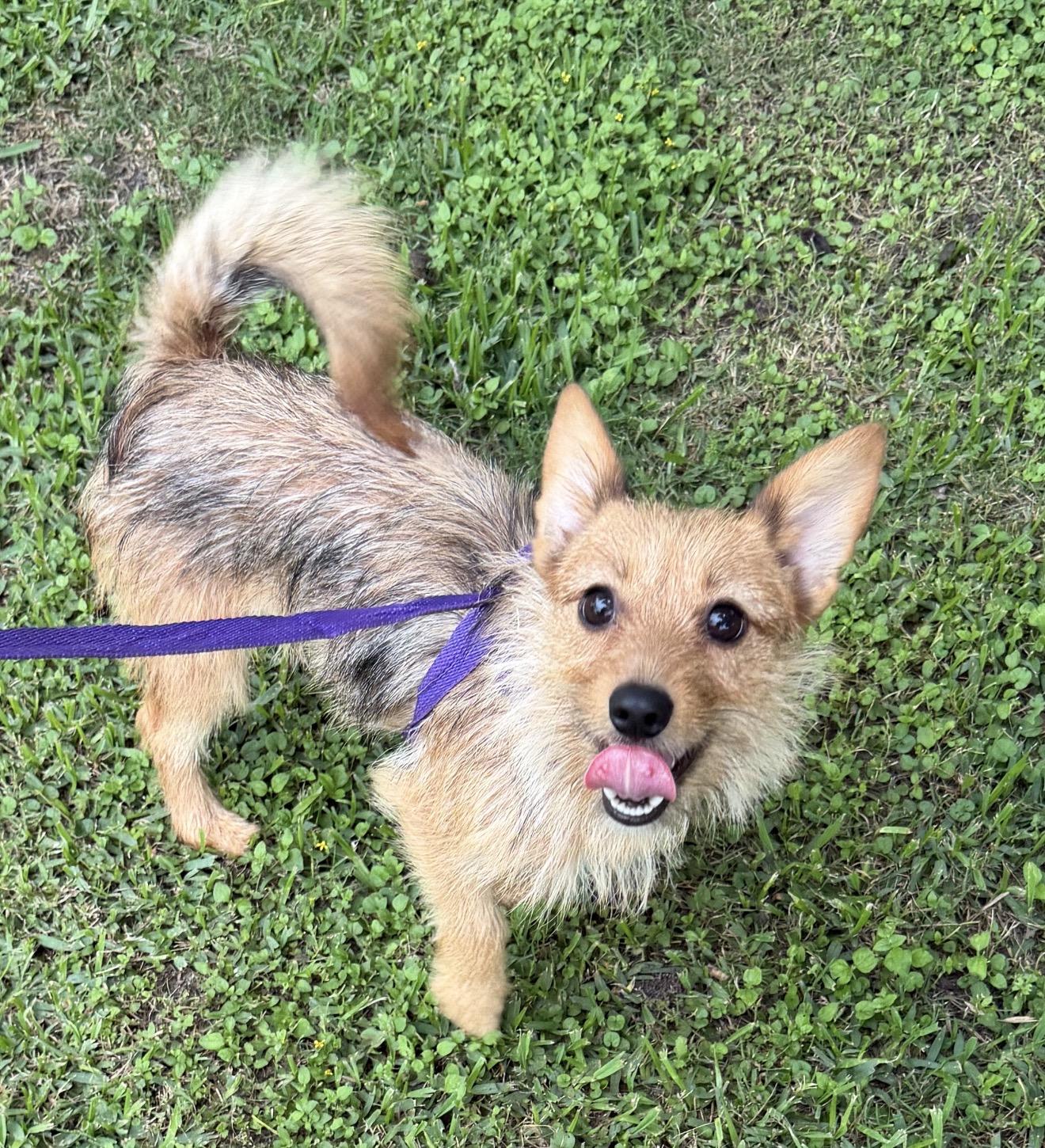 Awbrie, a ADOPTABLE mixed breed in Westerly, RI image 3/3
