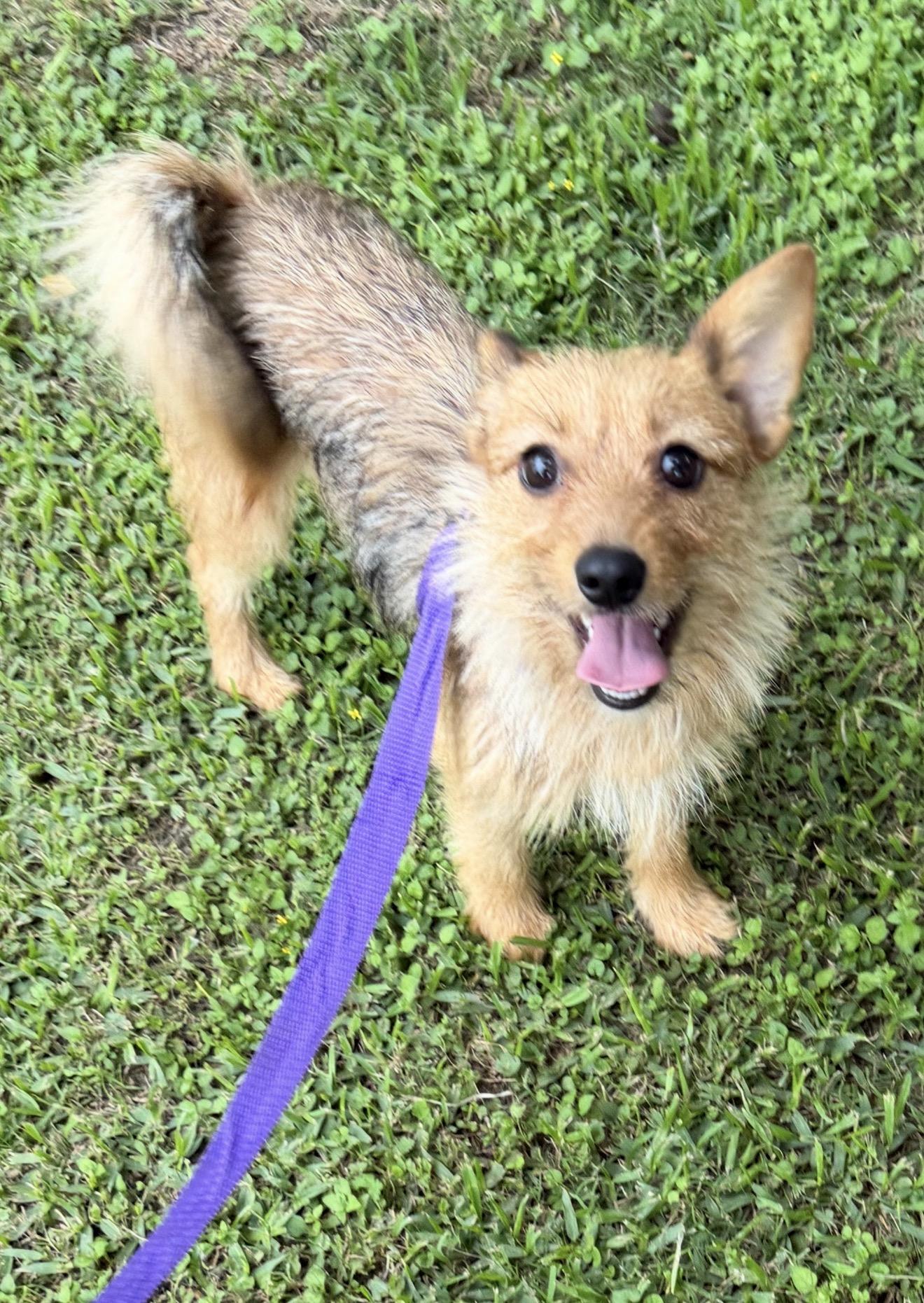 Awbrie, a ADOPTABLE mixed breed in Westerly, RI image 2/3