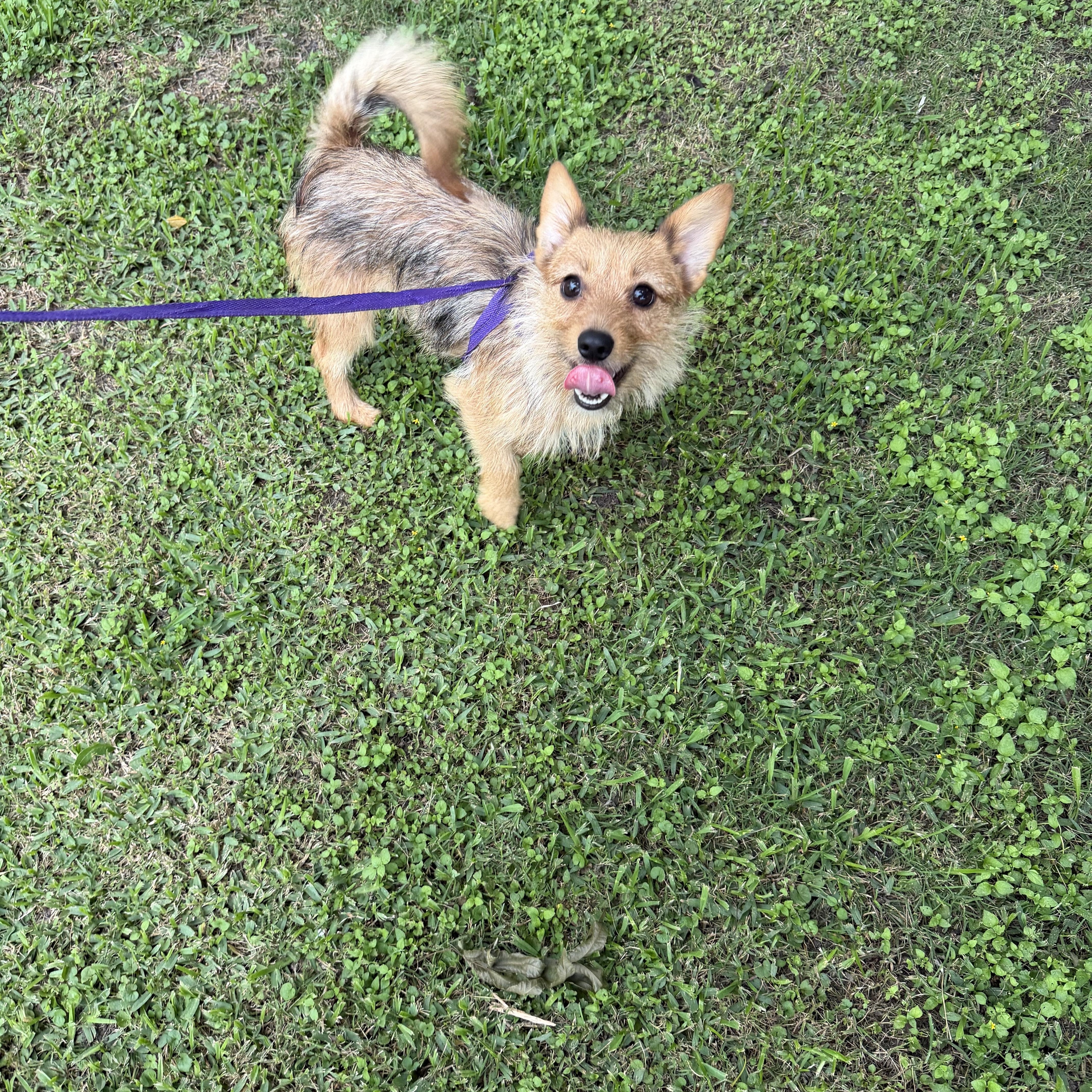 Awbrie, ADOPTABLE, Adult Female Norfolk Terrier.
