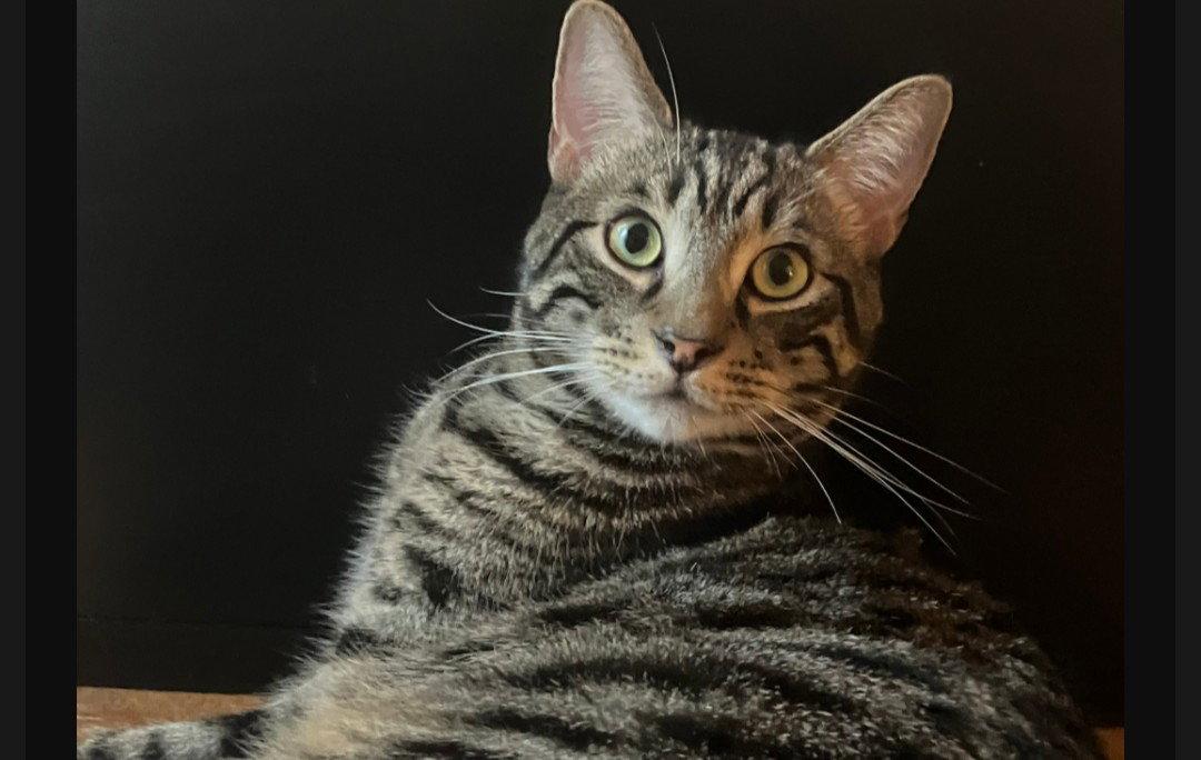 Cookie & Tiger, Adoptable, Adult Male Domestic Medium Hair.